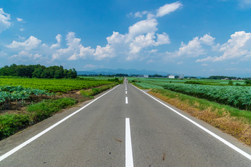 丹生湖ひまわり畑