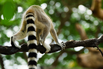 Close-up portrait of lemur catta (ring tailed lemur) at the khaokheow open zoo thailand.
