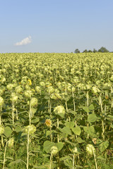 Field of harvest sunflowers