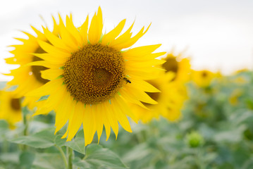 Bee on sunflower in the field
