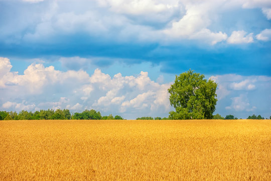beautiful wheat field with tree, concept of harvesting