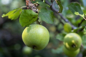 Garten Apfelbaum Apfel