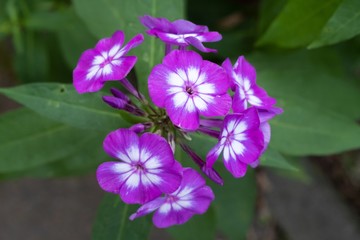 Fototapeta premium Sommer Garten Blumen