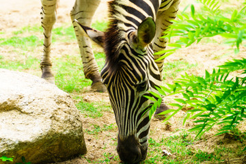 Chonburi, Thailand - July 22, 2018: Zebra and front portrait in the Khao Kheow Open Zoo at Siracha.