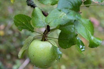 Garten Apfelbaum Apfel