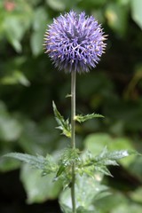garden summer flower