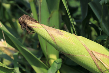 pannocchia in un campo agricolo