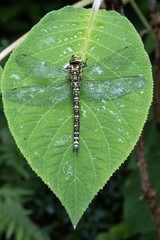 Libelle auf Blatt
