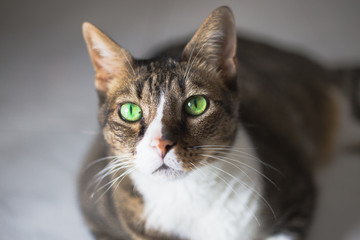Cozy portrait of a 12 years old cat with green eyes 