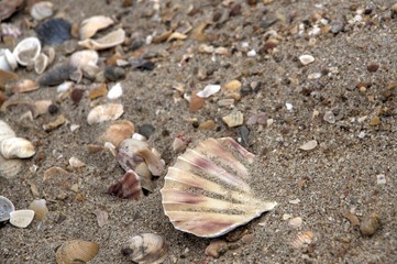 sea shell at the beach