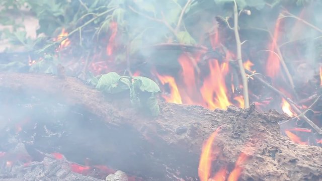 Fire and waste wood at outdoor with green leave.