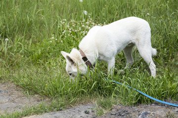 Fototapeta premium Laika on a walk