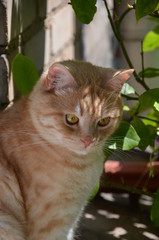 Naklejka na ściany i meble red cat macro big yellow eyes