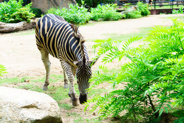 Fototapeta na wymiar Chonburi, Thailand - July 22, 2018: Zebra and front portrait in the Khao Kheow Open Zoo at Siracha.