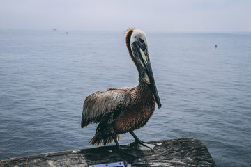 Pelican Taking The Sun In Santa Monica