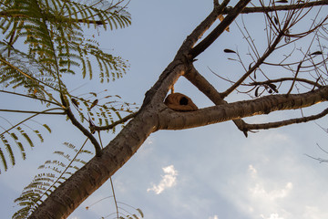 Bird House