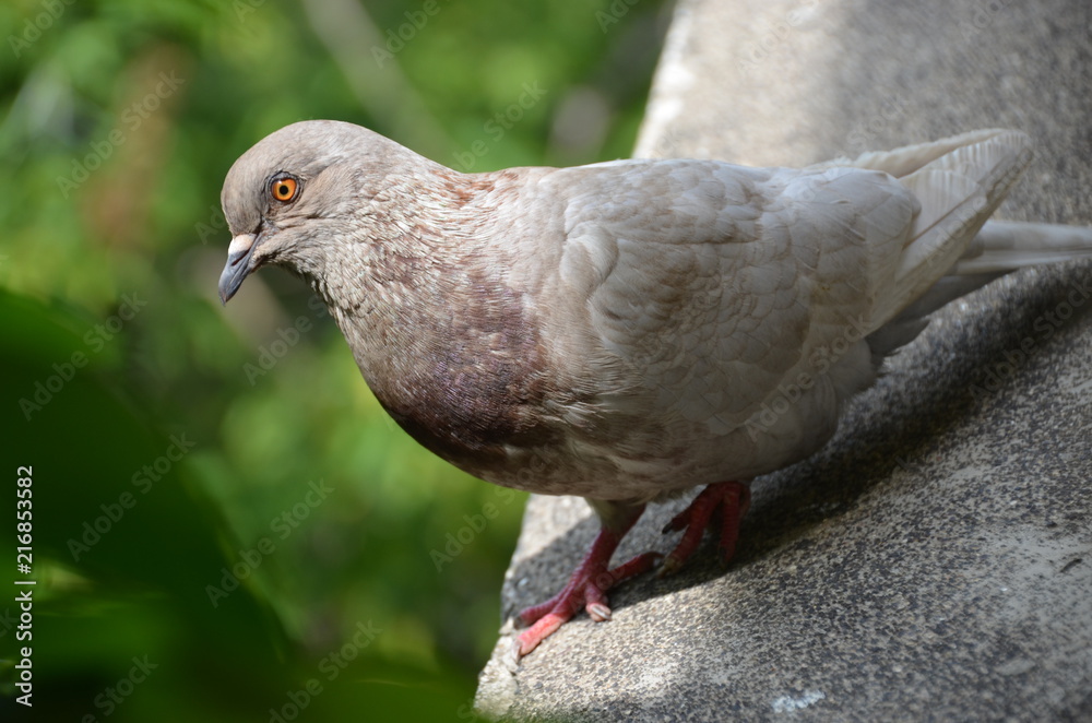 Poster macro bird pigeon looking eye green