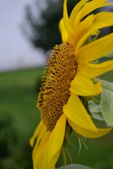 Sonnemblume leuchtet in der Sonne
