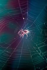 A spider in the center of the cobweb wraps his victim into a cocoon. Spide and cobweb on a dark background