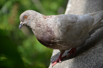macro bird pigeon looking eye green
