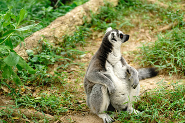 Obraz premium Close-up portrait of lemur catta (ring tailed lemur) at the khaokheow open zoo thailand.
