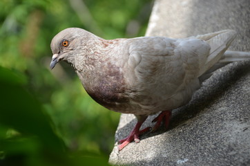 macro bird pigeon looking eye green