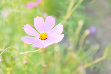 Cosmos flowers in the garden