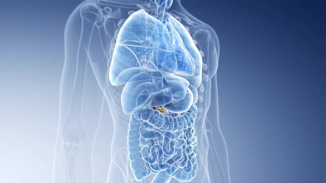 3d rendered medically accurate animation of the pancreas
