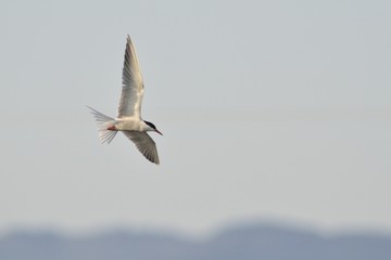 Common Tern (Sterna hirundo), Greece