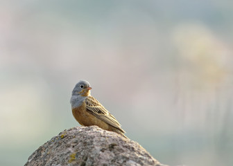 Cretzschmar´s Bunting - Emberiza caesia, Lesbos, Greece 