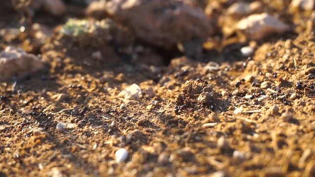 Ants Carrying Food To Their Nesti, Working Ants, Working Together, Collaboration