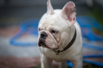 Young french bulldog is sleeping, playing on the ground.