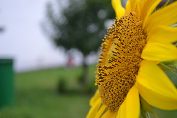 Sonnemblume leuchtet in der Sonne