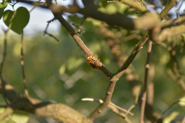 Hornet on branch