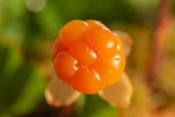 Beautiful and Delicious Orange Ripe Cloudberry