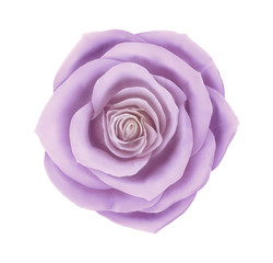Vector beautiful rose floral decorative element. Photo realistic flower icon isolated on white background