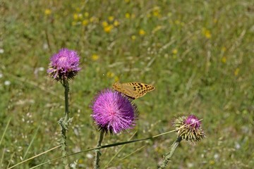 Mariposa sobre cardo morado, Arginis pandora.