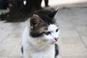 a black white cat looking on the floor.