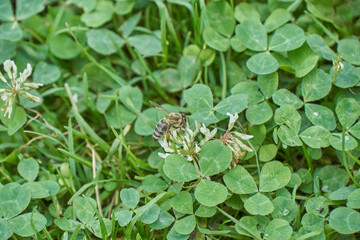 Biene beim Nektarsammeln © Patrick