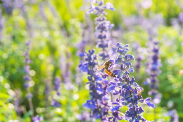 Bee harvesting pollen in lavender field ,Selective focus