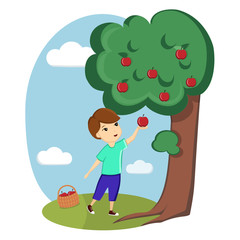 A boy collects apples from a tree. Nature, village, farm. Ecological useful products