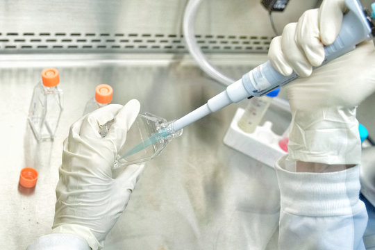 The women researcher using pipette and cell culture flask do the aseptic technique for changing the medium of adherent cell culture is needed to maintain cells in numeral growth.