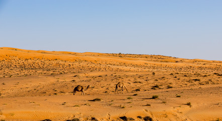 Camels wandering in wahiba sands desert at sunset - Oman desert
