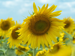 Close up view on several sunflowers with big yellow petals growing in sunflowers field. Yellow agricultural field blossoming under cloudy sky. Blurred background. Soft selective focus