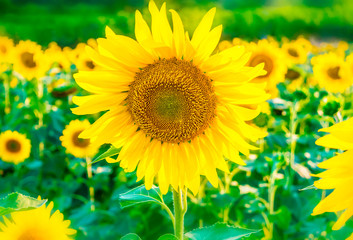Beautiful bright sunflower field background with one big blooming yellow flower in focus.