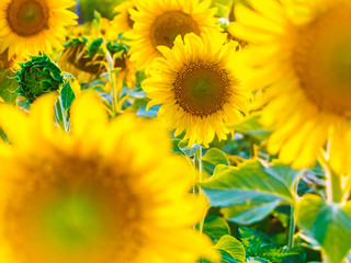 Beautiful bright sunflower field background with one big blooming yellow flower in focus. Close-up horizontal banner