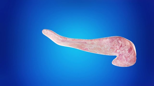 3d rendered medically accurate animation of a human pancreas