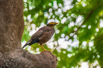 The Bird on the branch in a nature background.