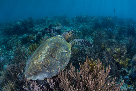 Coral Reef and Endangered Hawksbill Sea Turtle
