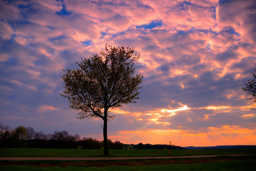 Obraz na płótnie Canvas A tree in the Sunset